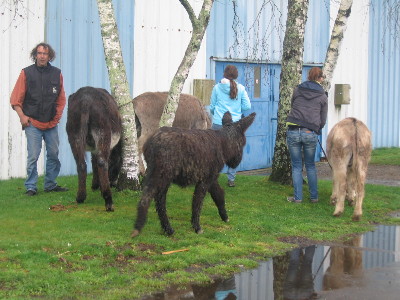 Océ'âne, festival de l'élevage 2012